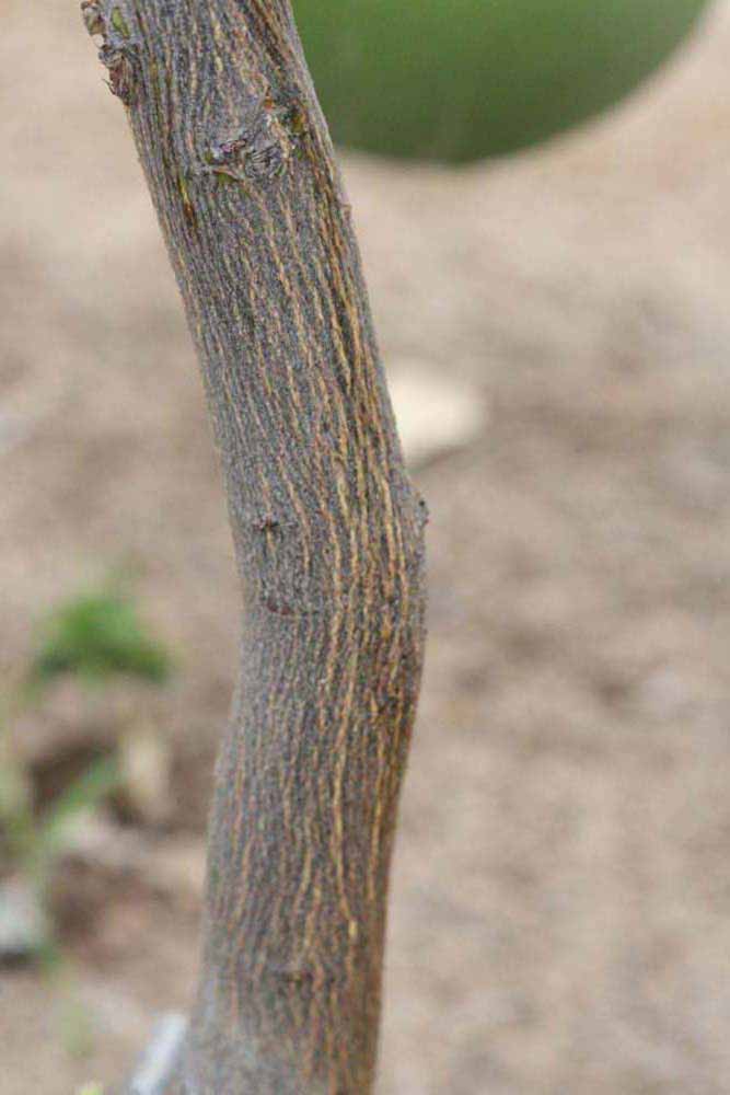            Bark (Riverside, CA)   